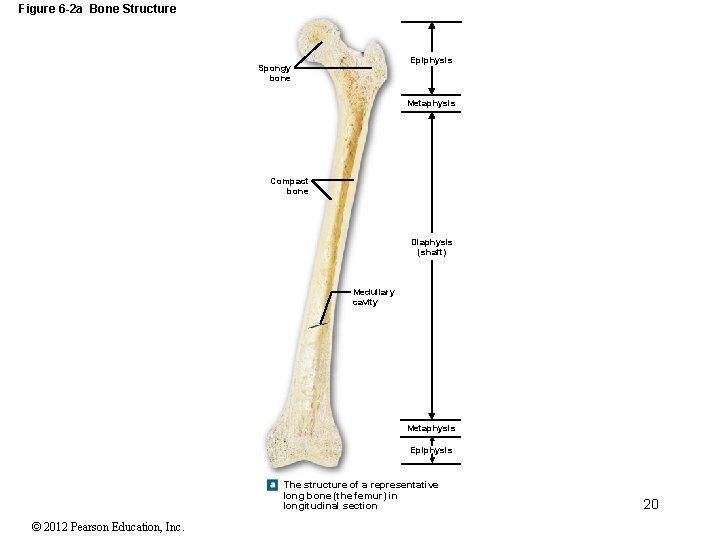 Figure 6 -2 a Bone Structure Epiphysis Spongy bone Metaphysis Compact bone Diaphysis (shaft)