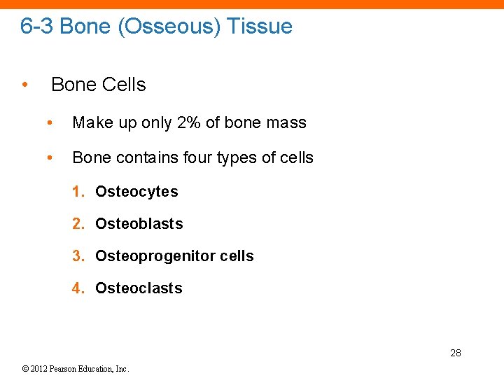 6 -3 Bone (Osseous) Tissue • Bone Cells • Make up only 2% of