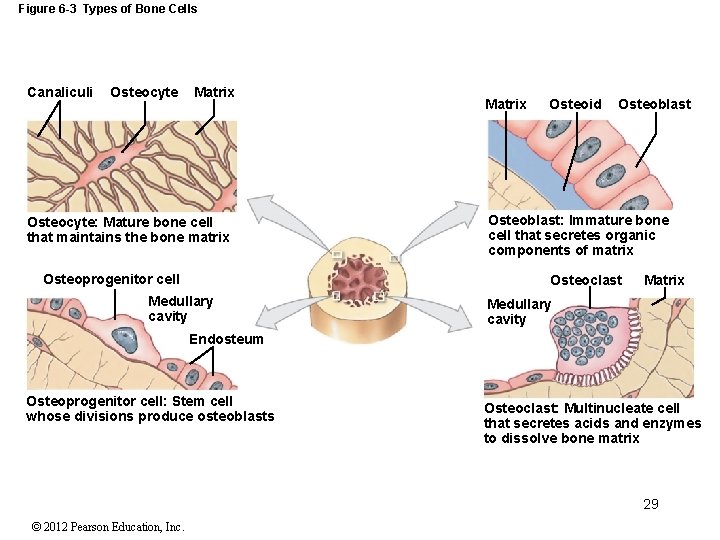 Figure 6 -3 Types of Bone Cells Canaliculi Osteocyte Matrix Osteocyte: Mature bone cell