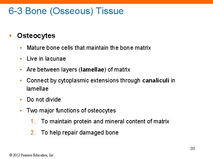 6 -3 Bone (Osseous) Tissue • Osteocytes • Mature bone cells that maintain the