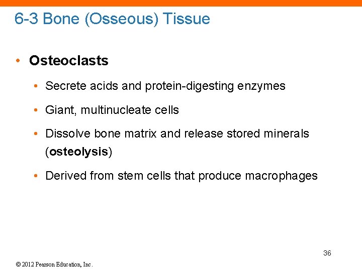 6 -3 Bone (Osseous) Tissue • Osteoclasts • Secrete acids and protein-digesting enzymes •