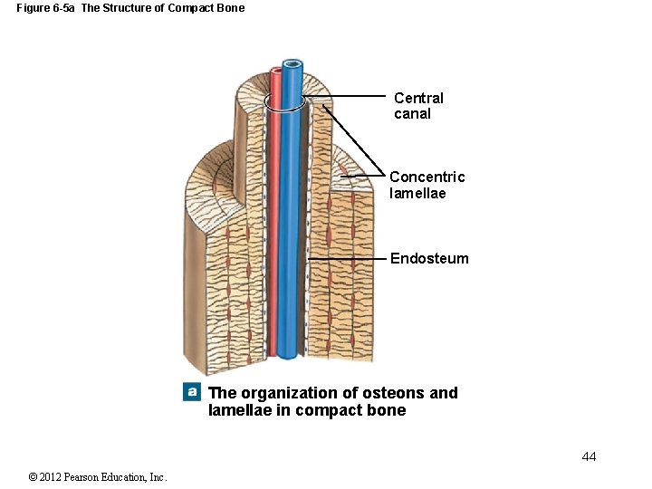 Figure 6 -5 a The Structure of Compact Bone Central canal Concentric lamellae Endosteum