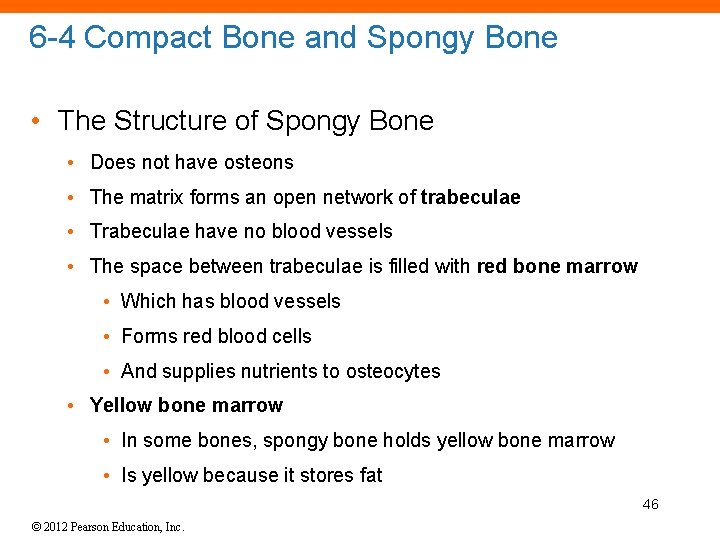 6 -4 Compact Bone and Spongy Bone • The Structure of Spongy Bone •