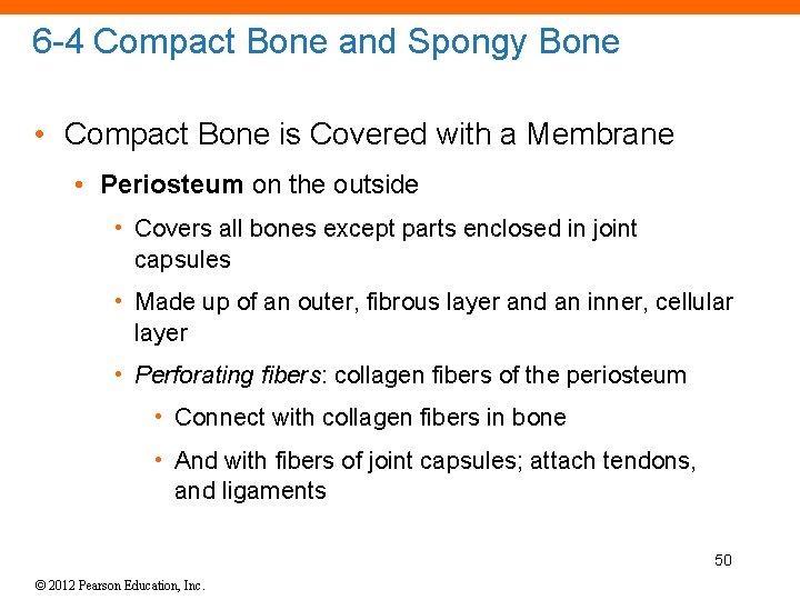 6 -4 Compact Bone and Spongy Bone • Compact Bone is Covered with a