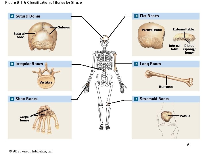 Figure 6 -1 A Classification of Bones by Shape Flat Bones Sutural Bones Sutures