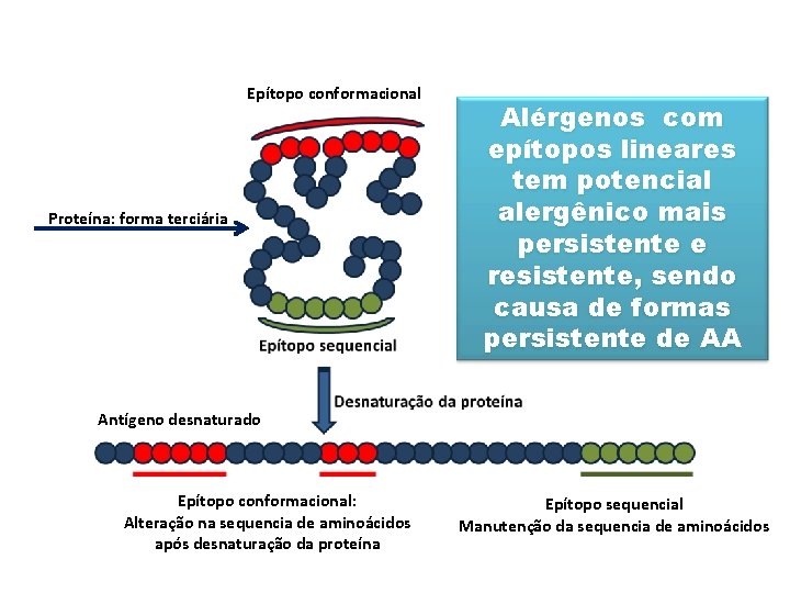 Epítopo conformacional Proteína: forma terciária Alérgenos com epítopos lineares tem potencial alergênico mais persistente