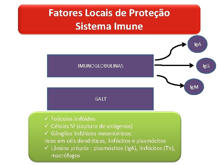 Fatores Locais de Proteção Sistema Imune Ig. A IMUNOGLOBULINAS Ig. G Ig. M GALT