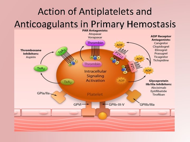 Action of Antiplatelets and Anticoagulants in Primary Hemostasis 