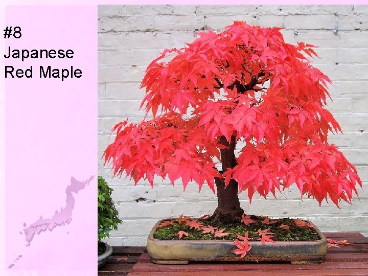 #8 Japanese Red Maple 