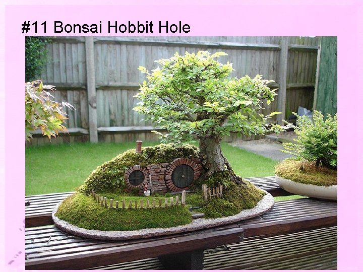 #11 Bonsai Hobbit Hole 