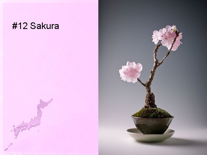 #12 Sakura 