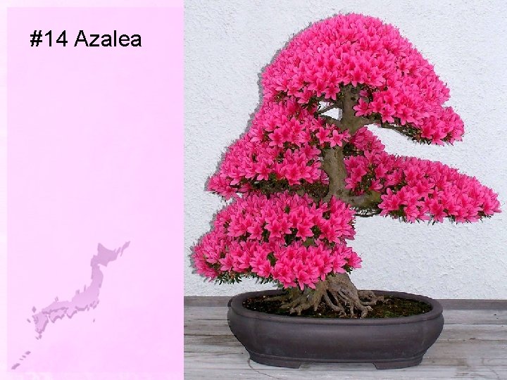 #14 Azalea 