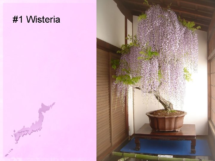 #1 Wisteria 