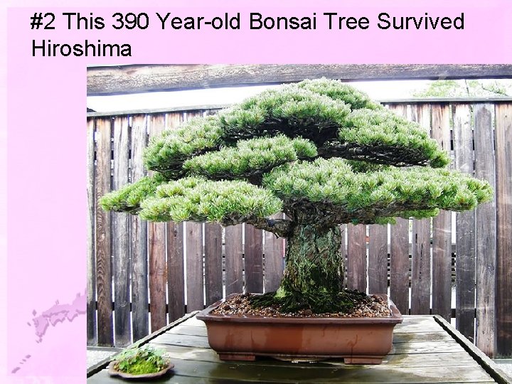 #2 This 390 Year-old Bonsai Tree Survived Hiroshima 