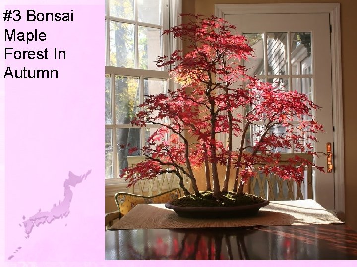 #3 Bonsai Maple Forest In Autumn 