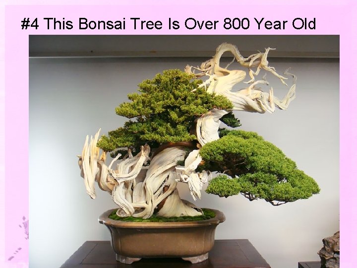 #4 This Bonsai Tree Is Over 800 Year Old 