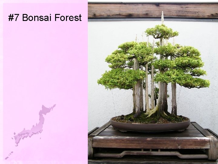 #7 Bonsai Forest 
