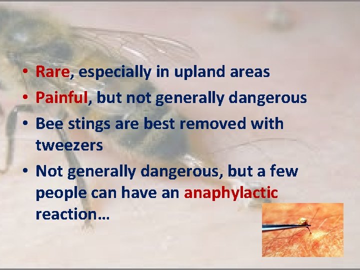  • Rare, especially in upland areas • Painful, but not generally dangerous •