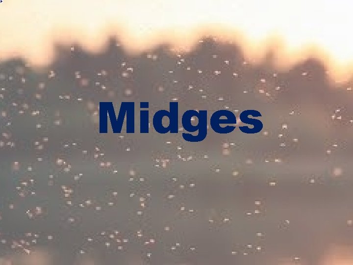 Midges 