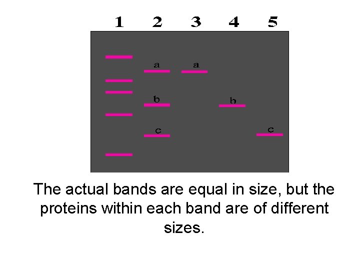 The actual bands are equal in size, but the proteins within each band are