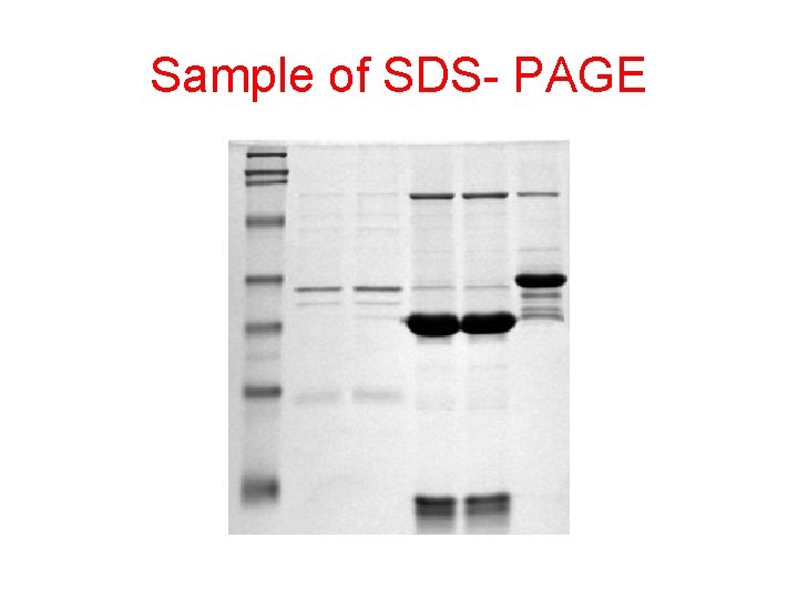 Sample of SDS- PAGE 