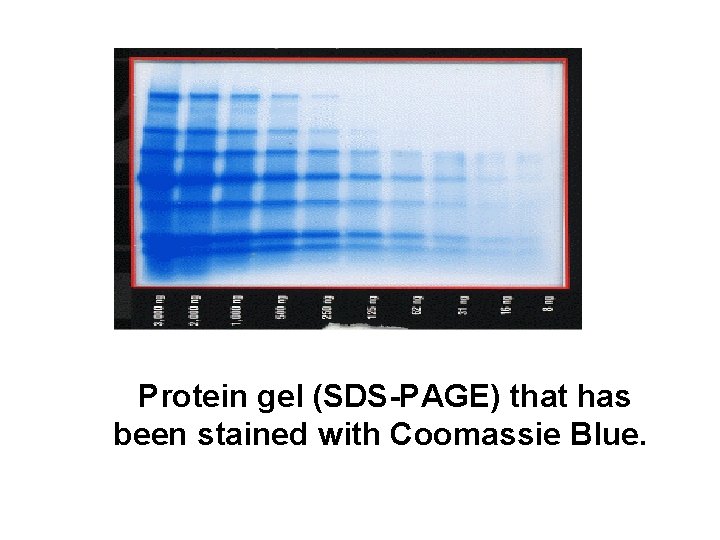  Protein gel (SDS-PAGE) that has been stained with Coomassie Blue. 