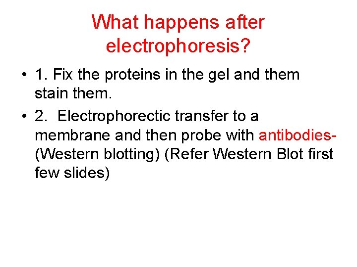 What happens after electrophoresis? • 1. Fix the proteins in the gel and them