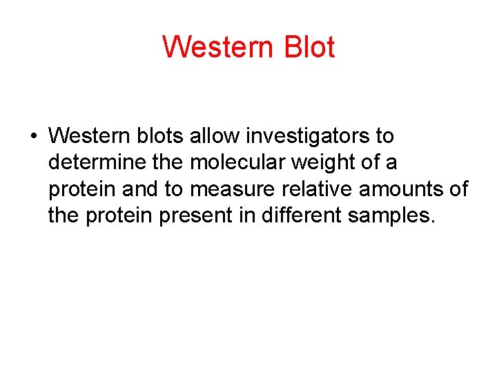 Western Blot • Western blots allow investigators to determine the molecular weight of a