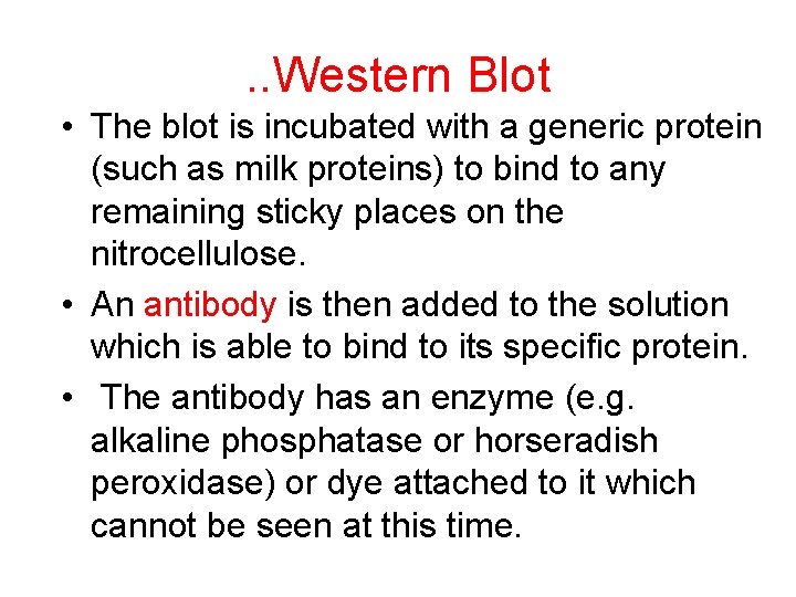 . . Western Blot • The blot is incubated with a generic protein (such