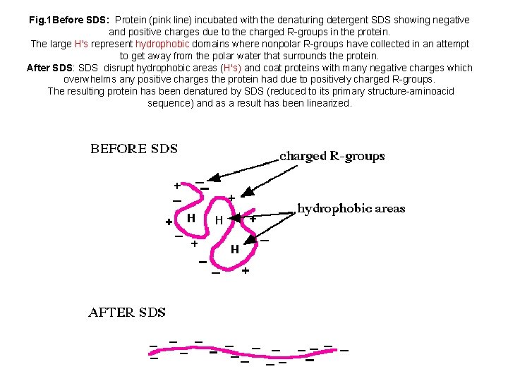  Fig. 1 Before SDS: Protein (pink line) incubated with the denaturing detergent SDS