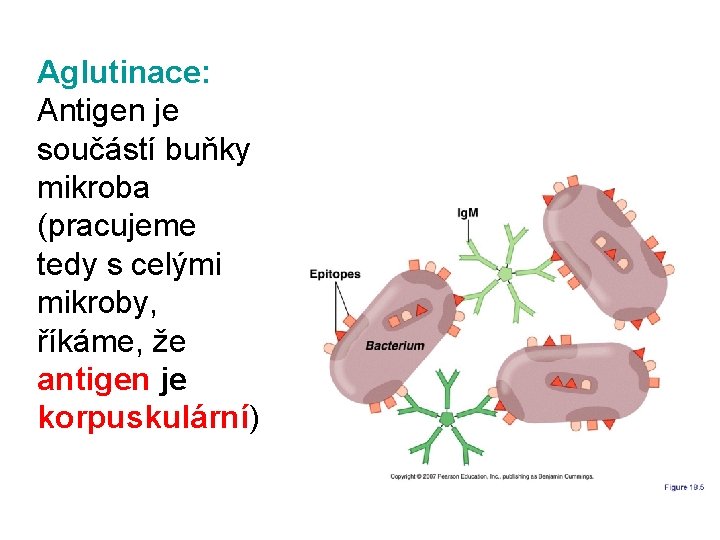 Aglutinace: Antigen je součástí buňky mikroba (pracujeme tedy s. celými mikroby, říkáme, že antigen