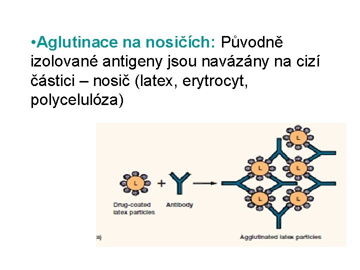  • Aglutinace na nosičích: Původně izolované antigeny jsou navázány na cizí částici –