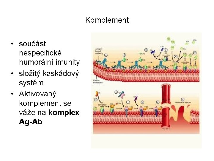 Komplement • součást nespecifické humorální imunity • složitý kaskádový systém • Aktivovaný komplement se