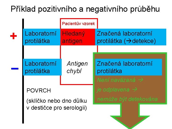 Příklad pozitivního a negativního průběhu Pacientův vzorek + Laboratorní Hledaný protilátka antigen Značená laboratorní