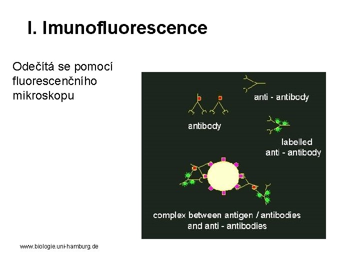I. Imunofluorescence Odečítá se pomocí fluorescenčního mikroskopu www. biologie. uni-hamburg. de 