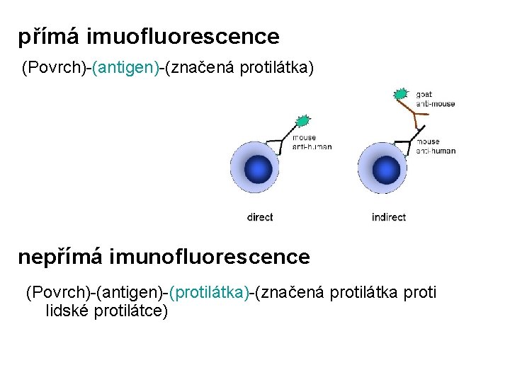 přímá imuofluorescence (Povrch)-(antigen)-(značená protilátka) nepřímá imunofluorescence (Povrch)-(antigen)-(protilátka)-(značená protilátka proti lidské protilátce) 