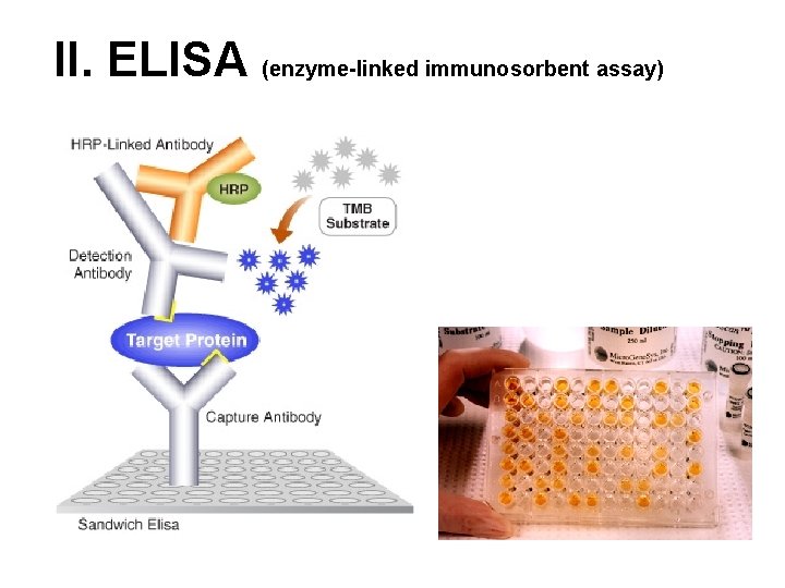 II. ELISA (enzyme-linked immunosorbent assay) 