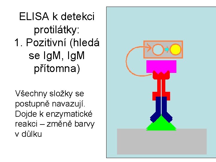 ELISA k detekci protilátky: 1. Pozitivní (hledá se Ig. M, Ig. M přítomna) Všechny