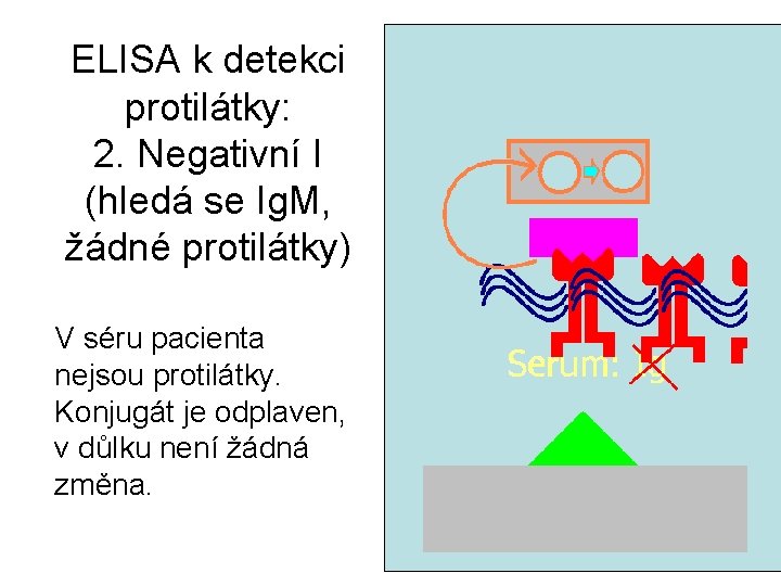 ELISA k detekci protilátky: 2. Negativní I (hledá se Ig. M, žádné protilátky) V