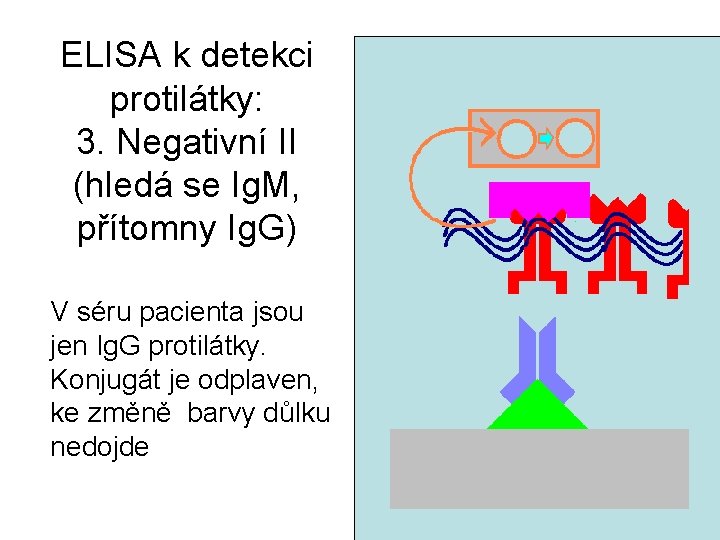 ELISA k detekci protilátky: 3. Negativní II (hledá se Ig. M, přítomny Ig. G)
