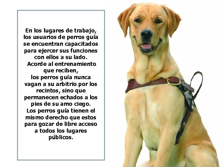 En los lugares de trabajo, los usuarios de perros guía se encuentran capacitados para