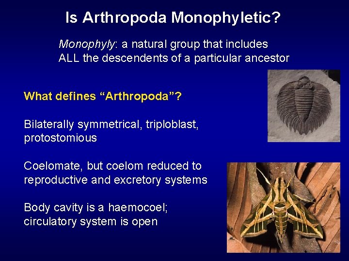 Is Arthropoda Monophyletic? Monophyly: a natural group that includes ALL the descendents of a