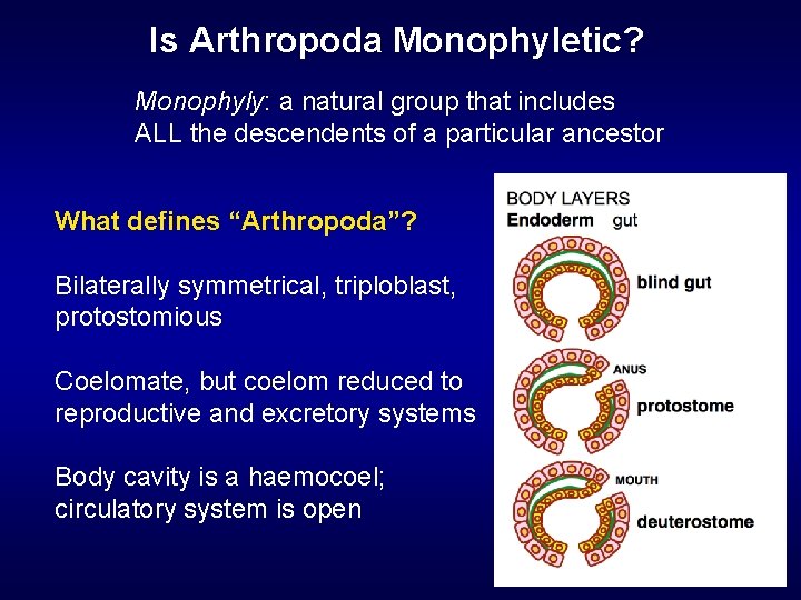 Is Arthropoda Monophyletic? Monophyly: a natural group that includes ALL the descendents of a