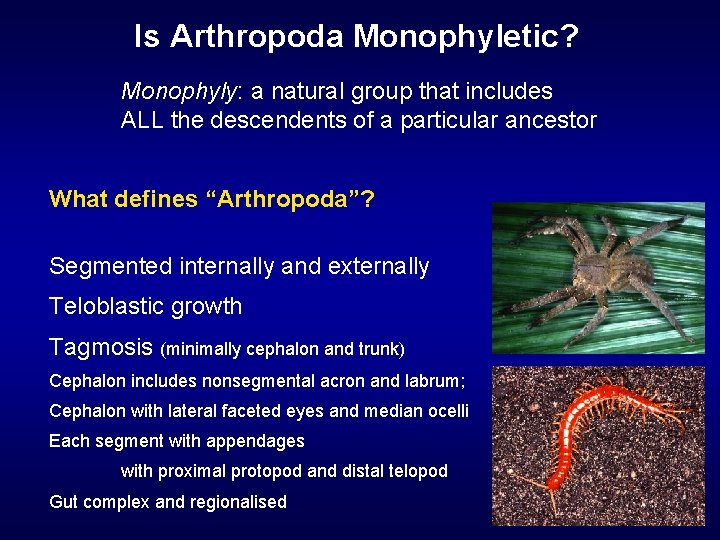 Is Arthropoda Monophyletic? Monophyly: a natural group that includes ALL the descendents of a