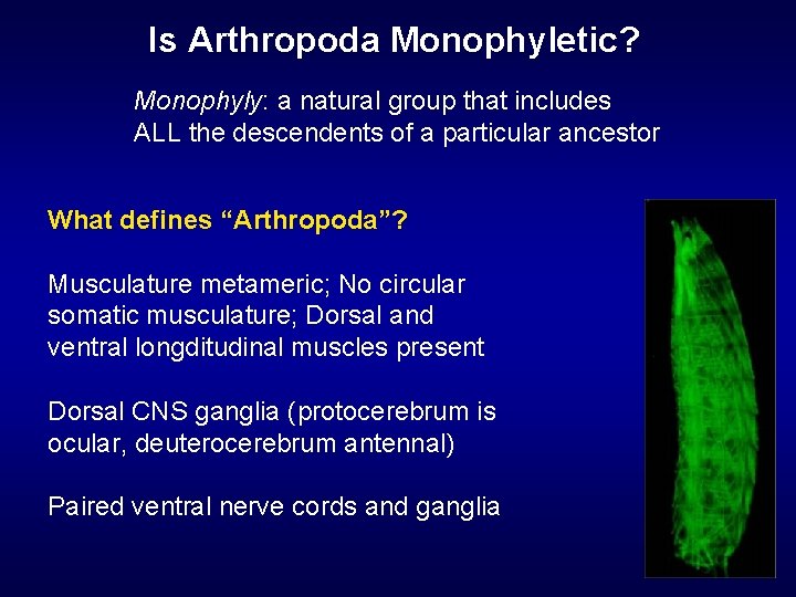 Is Arthropoda Monophyletic? Monophyly: a natural group that includes ALL the descendents of a