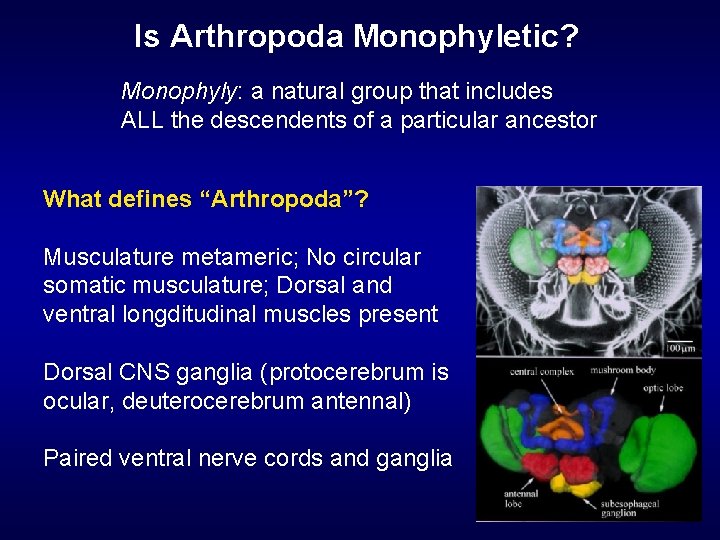 Is Arthropoda Monophyletic? Monophyly: a natural group that includes ALL the descendents of a