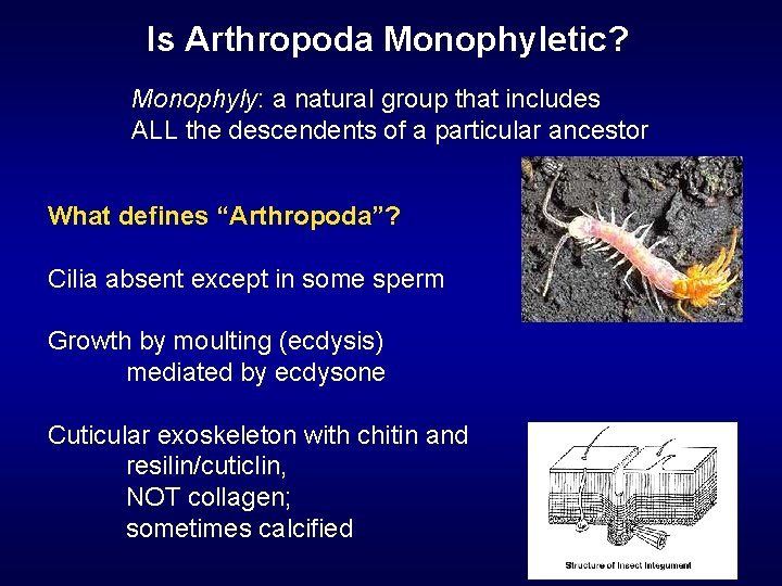Is Arthropoda Monophyletic? Monophyly: a natural group that includes ALL the descendents of a