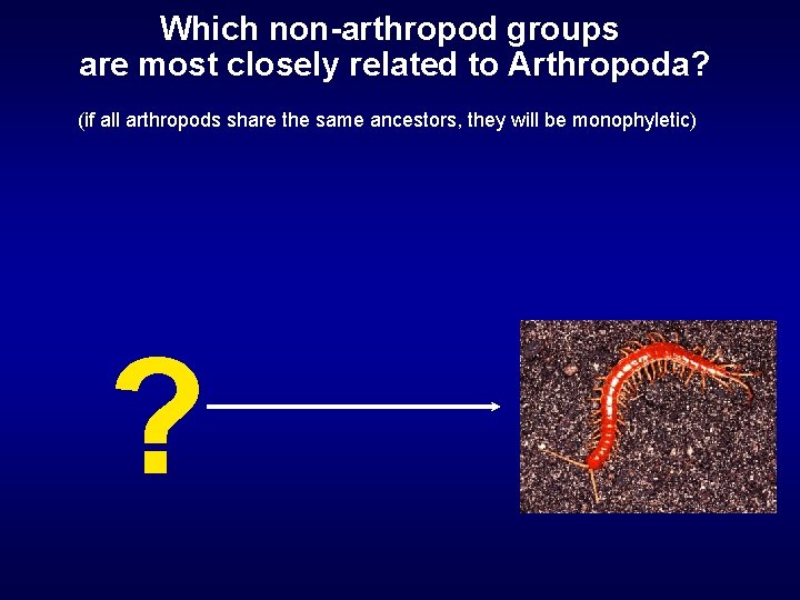 Which non-arthropod groups are most closely related to Arthropoda? (if all arthropods share the