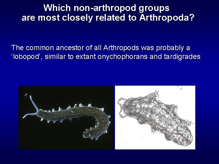 Which non-arthropod groups are most closely related to Arthropoda? The common ancestor of all