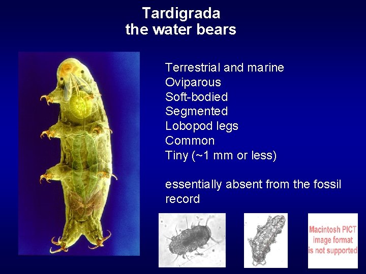 Tardigrada the water bears Terrestrial and marine Oviparous Soft-bodied Segmented Lobopod legs Common Tiny